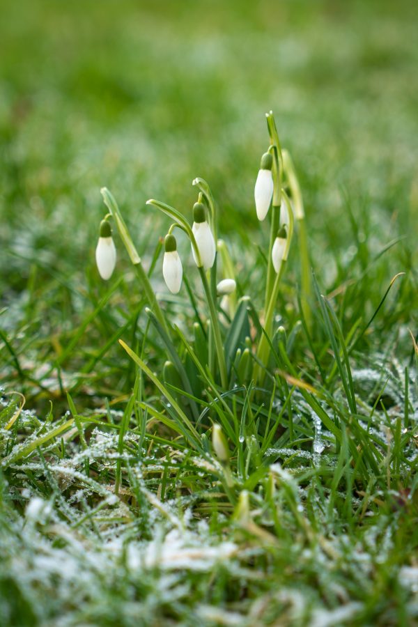 Sneeuwklokje in Groningen door Vincent Alkema