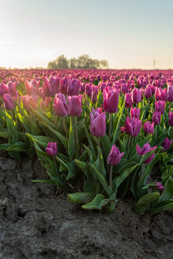 Een tulpenveld in Groningen als poster