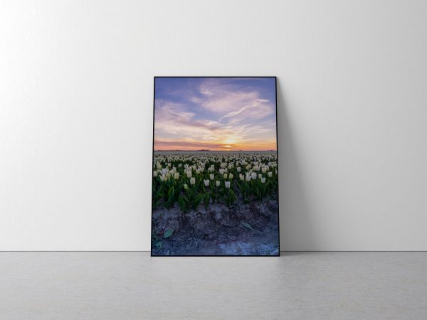 Tulpenveld als poster geprint