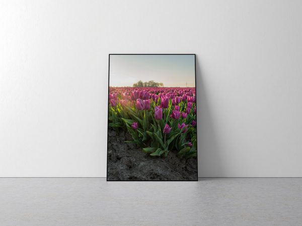 Poster van een tulpenveld in Groningen