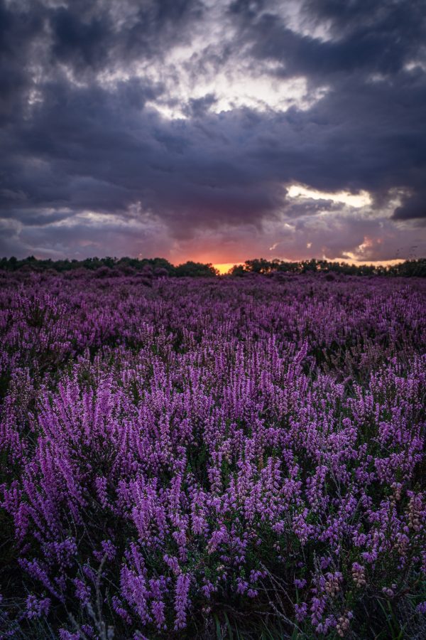 Paarse heide in de bloei op het Dwingelderveld Vincent Alkema